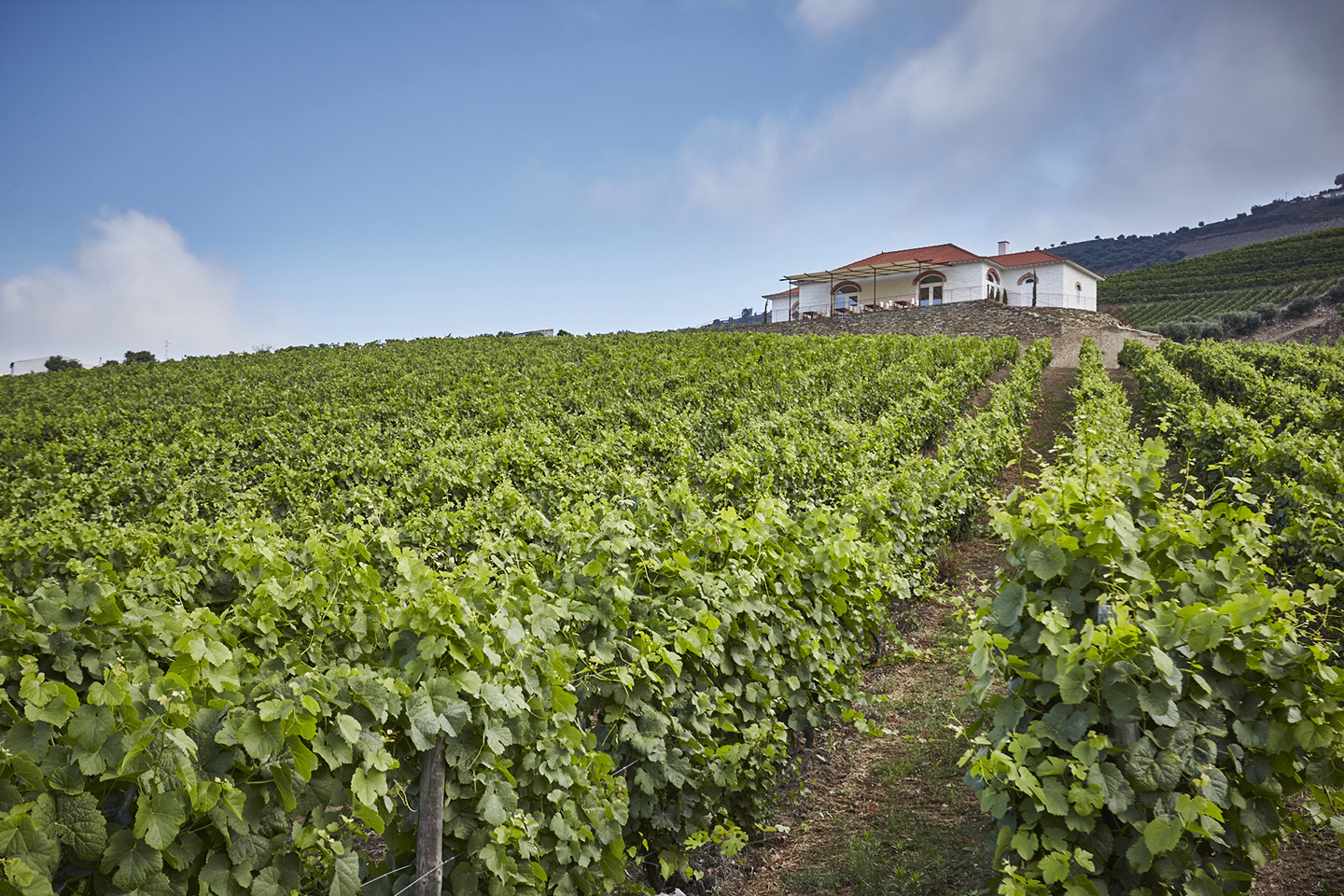Echo House surrounded by vineyards