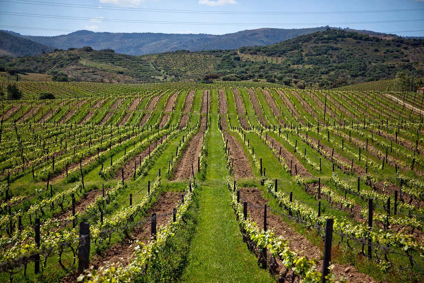 Cover crops sown in alternate rows in Quinta do Ataide