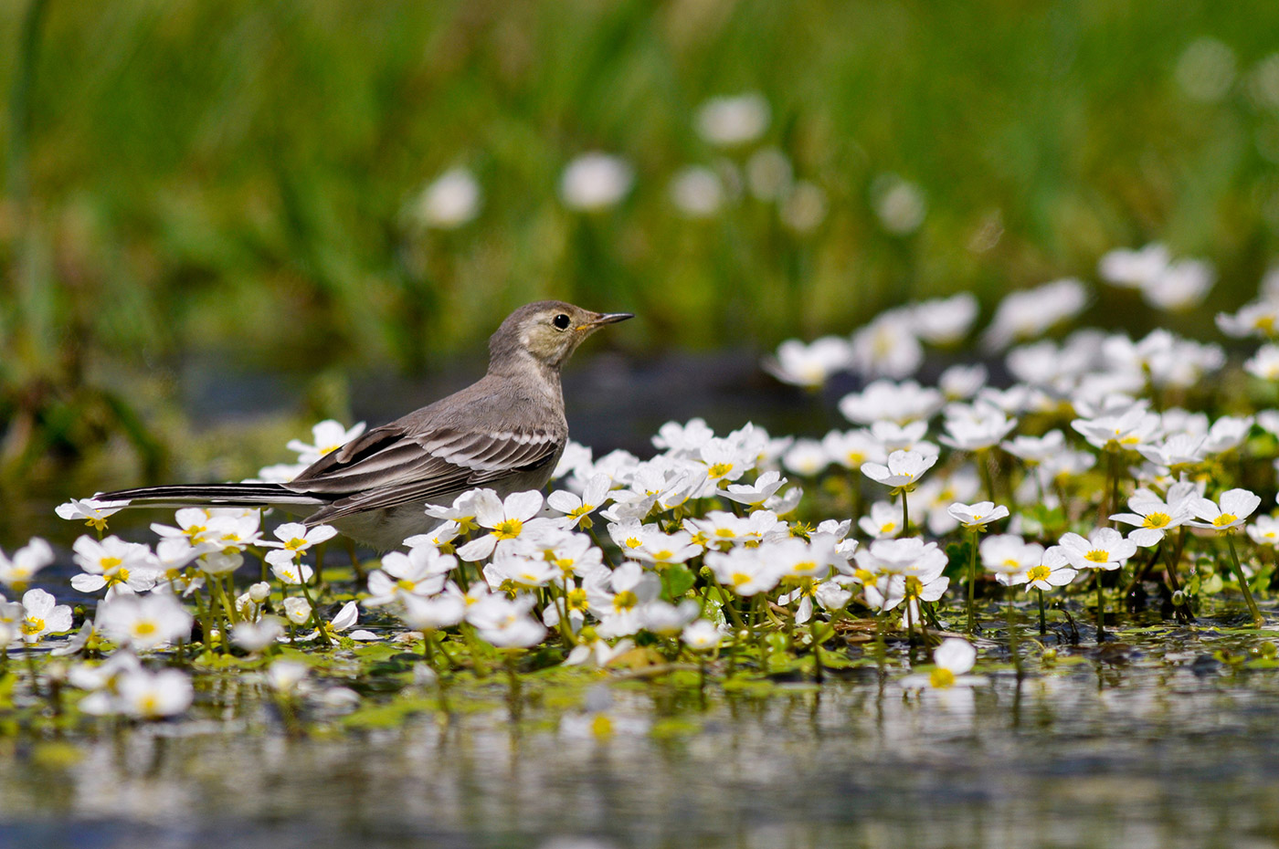 The Ribeiro Grande e Arco stream which marks the southern boundary of Quinta do Ataíde.