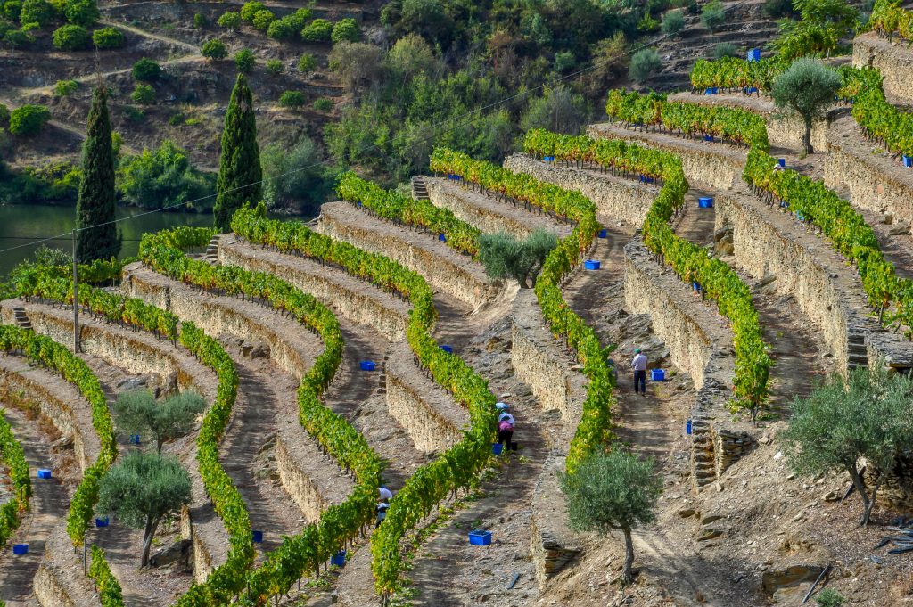 Stone terraces, quinta dos malvedos, graham's